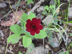 Cosmos atrosanguineus