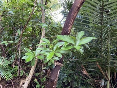 Machilus japonica