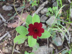 Cosmos atrosanguineus