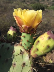 Opuntia × vaseyi