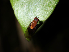 Allophylopsis