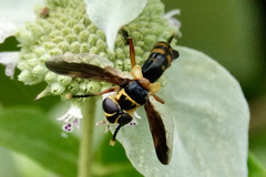 Trichopoda plumipes