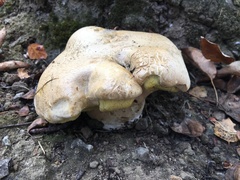 Caloboletus rubripes