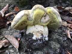 Caloboletus rubripes