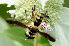 Trichopoda plumipes