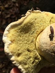 Caloboletus rubripes