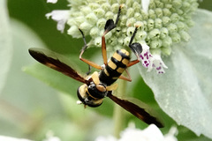 Trichopoda plumipes