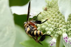 Trichopoda plumipes