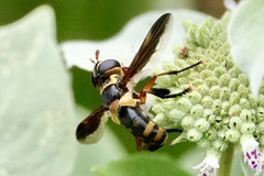 Trichopoda plumipes