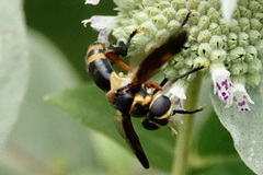 Trichopoda plumipes