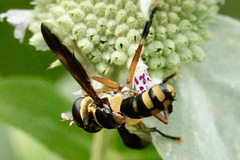 Trichopoda plumipes