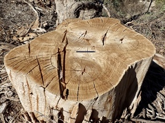 Eucalyptus globulus globulus