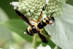 Trichopoda plumipes