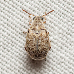 Algarobius bottimeri