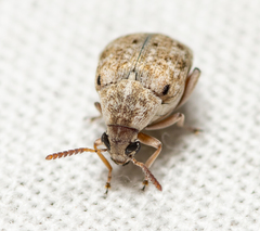 Algarobius bottimeri