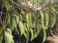 Eucalyptus globulus globulus