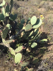 Opuntia × vaseyi