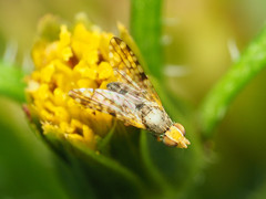 Dioxyna picciola