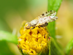 Dioxyna picciola
