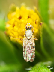 Dioxyna picciola