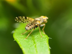 Dioxyna picciola