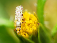 Dioxyna picciola