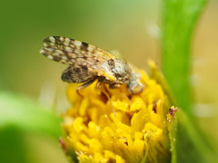 Dioxyna picciola