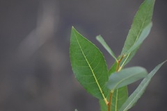 Salix melanopsis