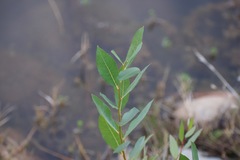 Salix melanopsis