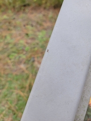 Crematogaster pinicola