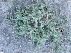 Atriplex serenana serenana