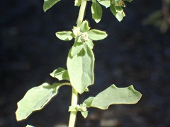 Atriplex serenana serenana