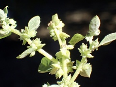 Atriplex serenana serenana