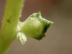 Atriplex serenana serenana