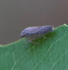 Graphocephala confluens