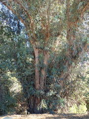 Eucalyptus globulus globulus