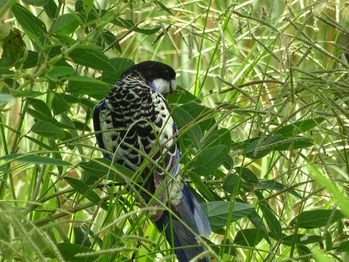 Northern Rosella (Platycercus venustus), photo 10