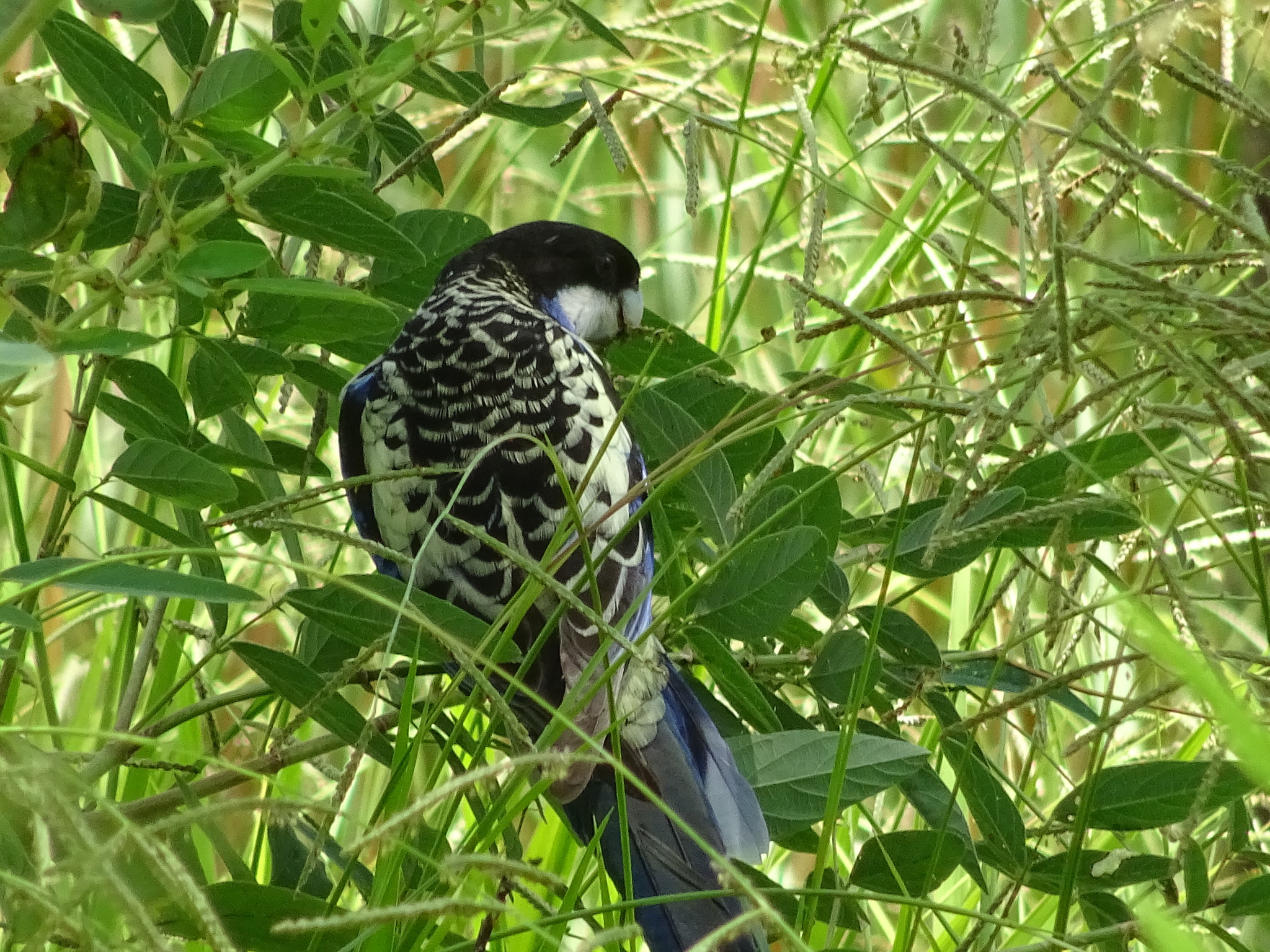 Northern Rosella illustration