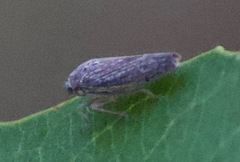 Graphocephala confluens