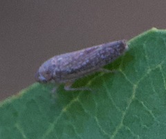 Graphocephala confluens