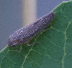 Graphocephala confluens