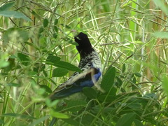 Platycercus venustus