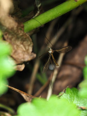 Tipula sayi