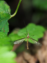 Tipula sayi