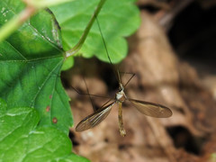 Tipula sayi