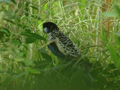 Platycercus venustus