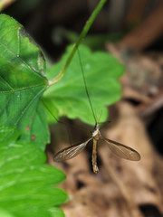 Tipula sayi