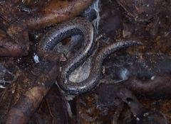 Batrachoseps gavilanensis