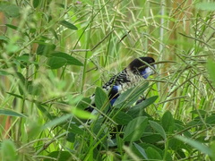 Platycercus venustus