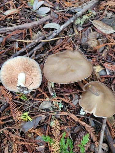 Wood Pinkgill
